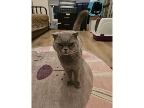 Scottish fold kedimizi sahiplendiriyoruz