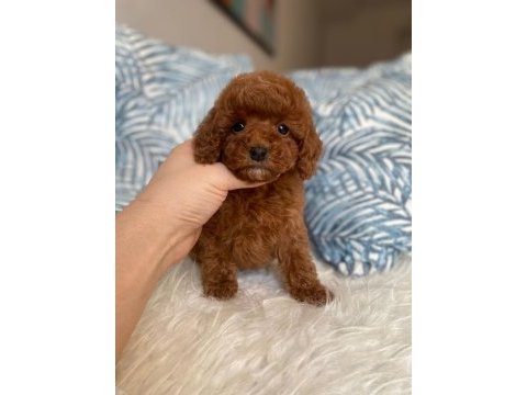 Orjinal red brown toy poodle yavru