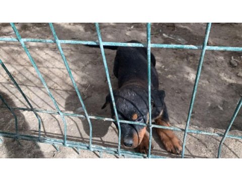 Yavru dişi rottweiler
