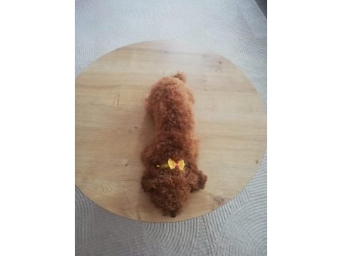 Köpeğimiz kukiş