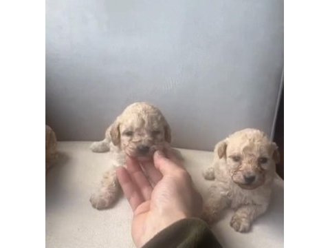 Maltipoo bebekler