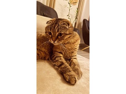 Badem scottish fold kız
