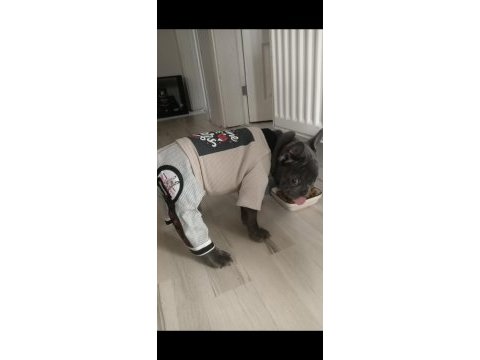 Ocak 10 doğumlu 2 karma yapıldı french bulldog