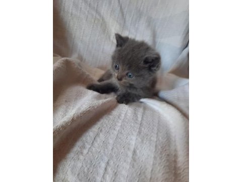British shorthair yavru kedilerini 2 aylık