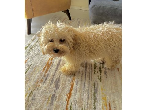 Maltipoo 11 aylık erkek