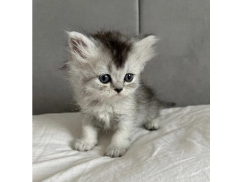 British longhair yavru kedimiz