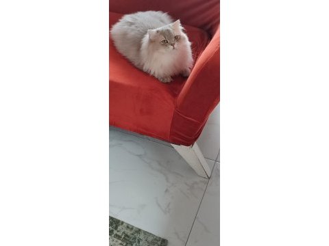 Nadir genetik ve tam şecere luis (blh ay11) kedimiz