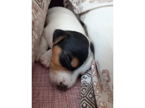 Jack russell çocuklar