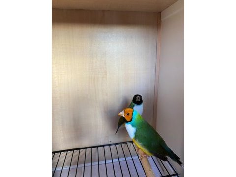 Yumurtlayan golden finch ve tepeli benegal bakıcı ile