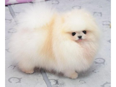 Kar beyaz dişi pomeranian
