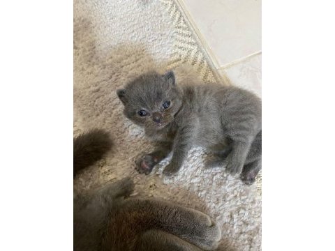 Scottish fold ve straight gri