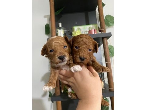 Maltipoo bebekler