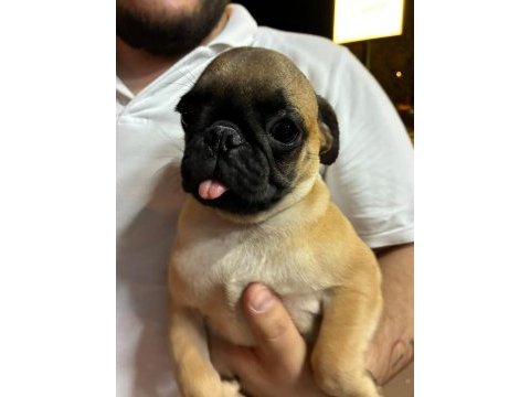 Irk ve sağlık garantili pug