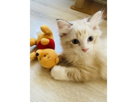Ragdoll bebekler