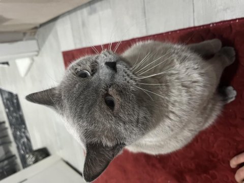 British shorthair kedimize yeni yuva arıyoruz