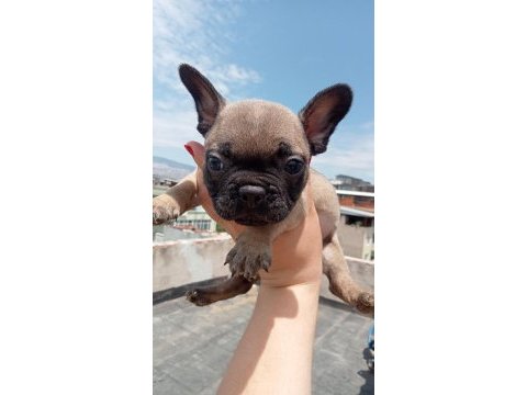 French bulldog yavrular