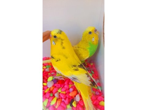 Tam takım muhabbet kuşu yumurta alınmış