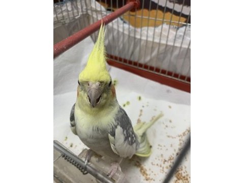 Sultan papağanı kafesle beraber