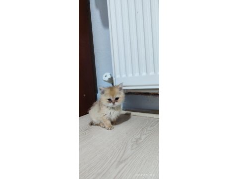 Golden 2 aylık british longhair dişi yavrular