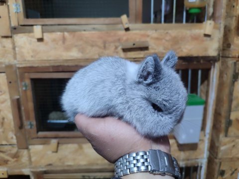 Cüce tavşan (netharlend dwarf)
