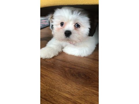 Tatlış shih tzu