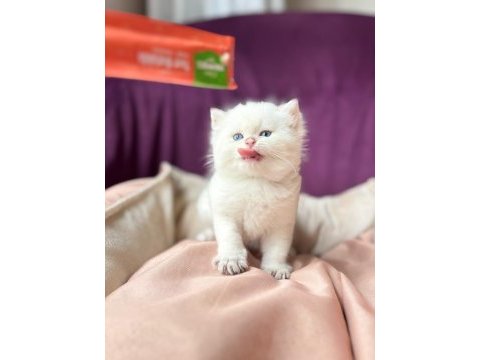 Erkek british longhair kedim