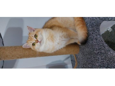 Kaliteli golden british shorthair ny 12
