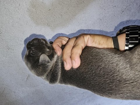 Cane corso blue ve siyah yavrularımız rezerve açılmıştır