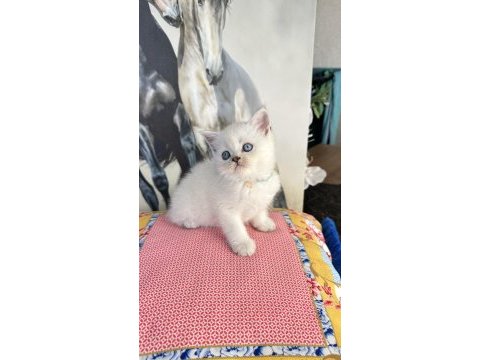 Safkan british shorthair ve scottish fold bebekler