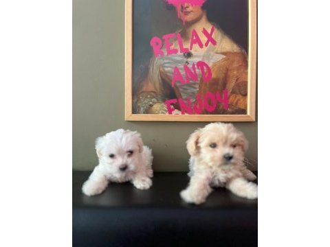 Ev ortamından son 2 dişi maltese terrier 45 günlük