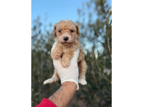 Toy poodle yavrular