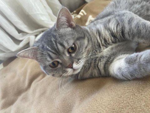 British shorthair erkek aşılı karneli 7 aylık