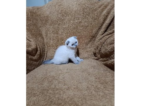 Scottish fold shorthair bluepoint kızımız