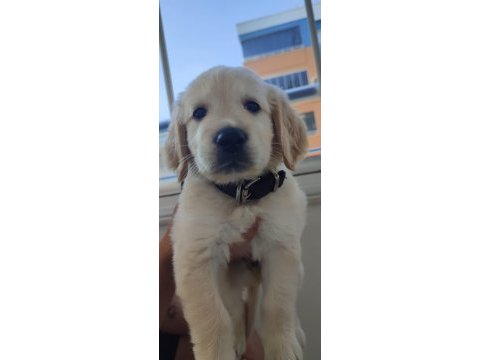 08/16 doğumlu orjinal golden retriever