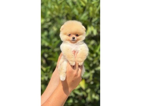 Pati ver pomeranian sizler için burada