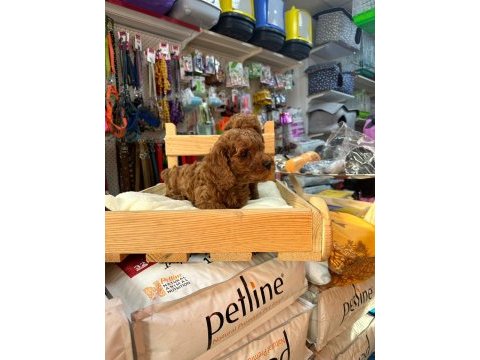 Red toy poodle