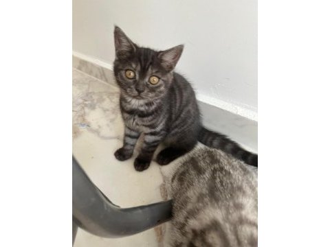 2,5 aylık scottish fold ve british shorthair yavrular