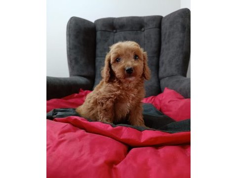 Maltipoo yavrular