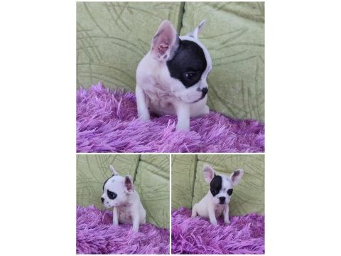 A kalite french bulldog yavrular