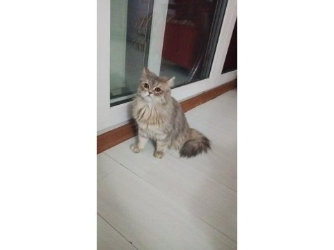 1 yaşındaki british longhair kızımız