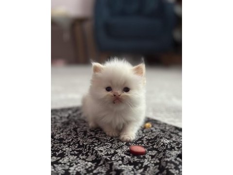 Mavi göz iran kedisi