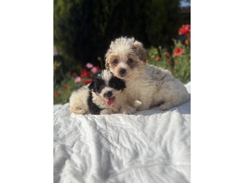 Morkie bebekler erkek