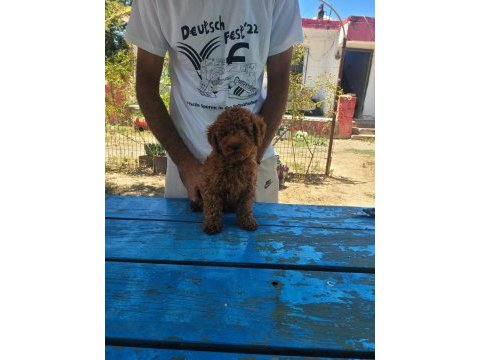 Red brown kore toy poodle erkek