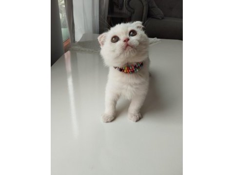 Exotic shorthair dişi yavrumuz trakya geneli sahiplendirme