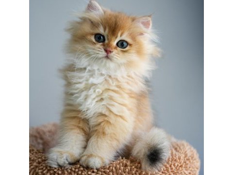 British longhair şecereli aşılı erkekler