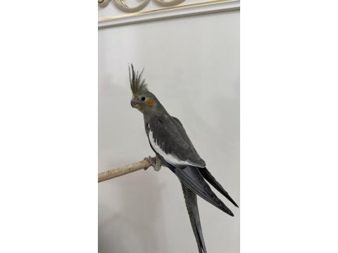 Sultan papağanı sahiplendirilecektir
