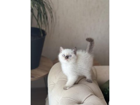 Ev ortamında büyümüş sosyal british shorthair yavrum