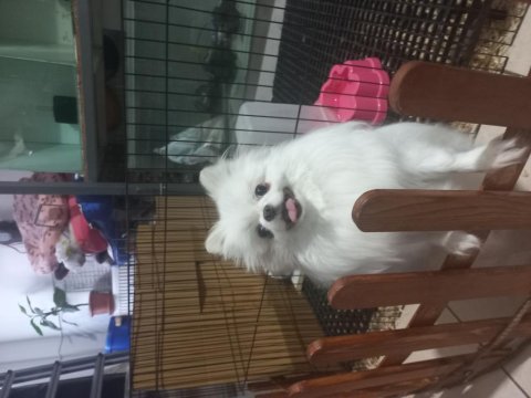 Teacup dişi pomeranian