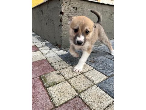 Kırma husky
