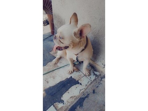 2 yaşında blue cream erkek french bulldog